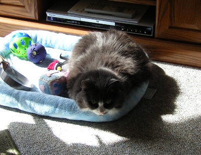Faith The Cat in her bed that she never uses
